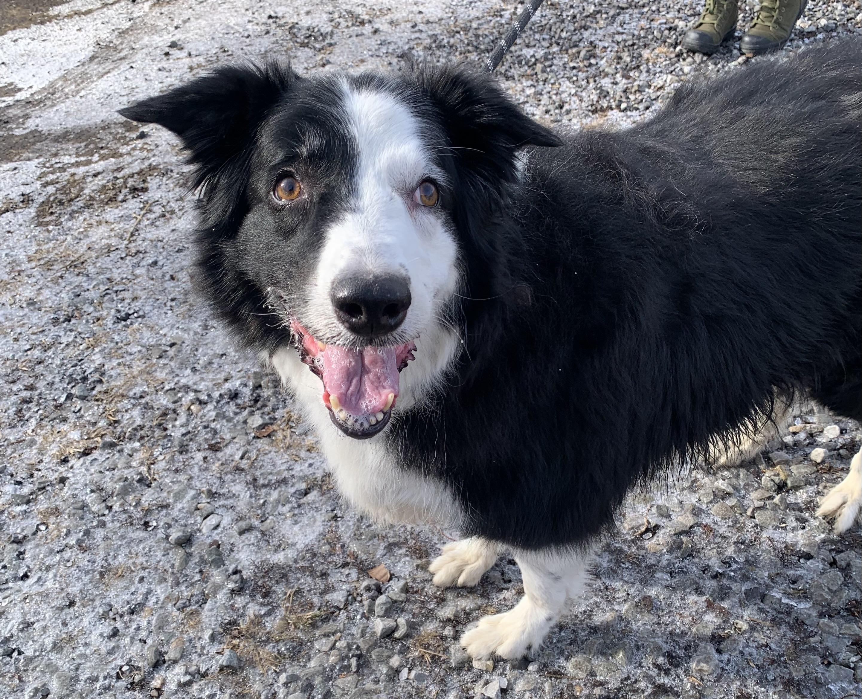 Lady, an adopted Border Collie in McKeesport, PA image 3/6