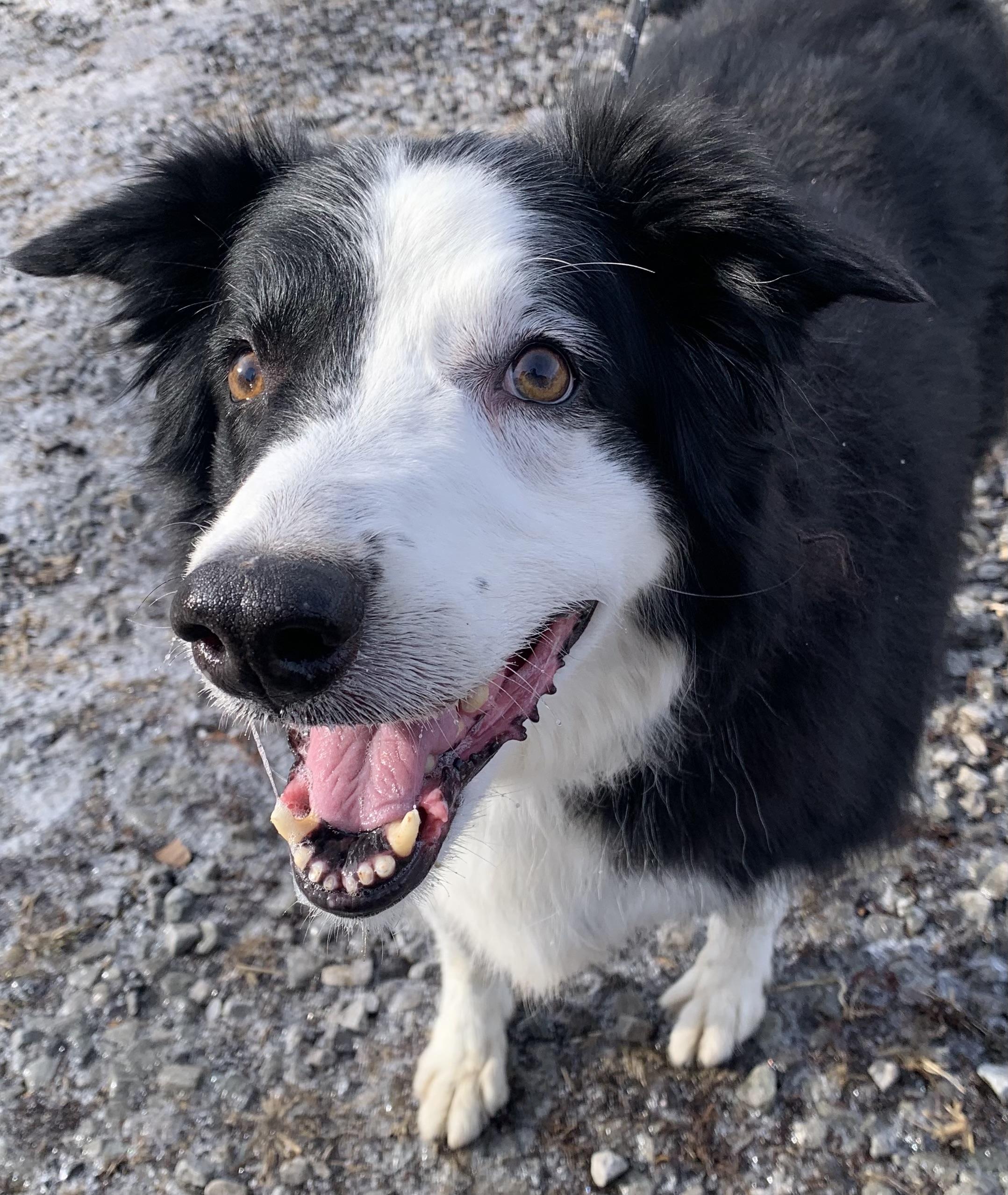 Lady, an adopted Border Collie in McKeesport, PA image 1/6