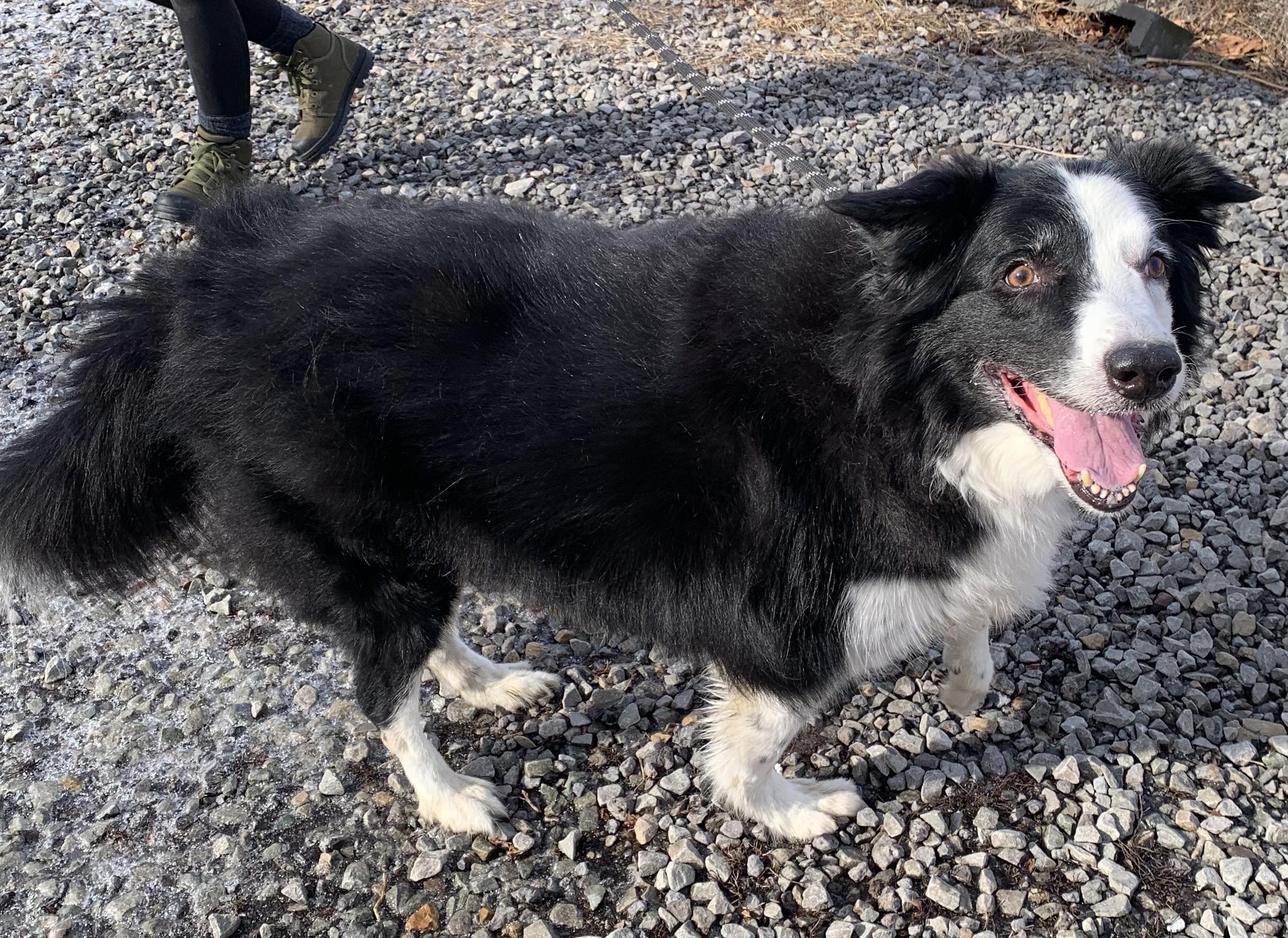 Lady, an adopted Border Collie in McKeesport, PA image 4/6