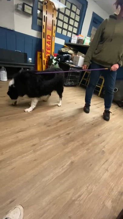 Enlarge Lady-sponsored by Gray Paws Sanctuary, an adoptable Border Collie in McKeesport, PA video 6/6