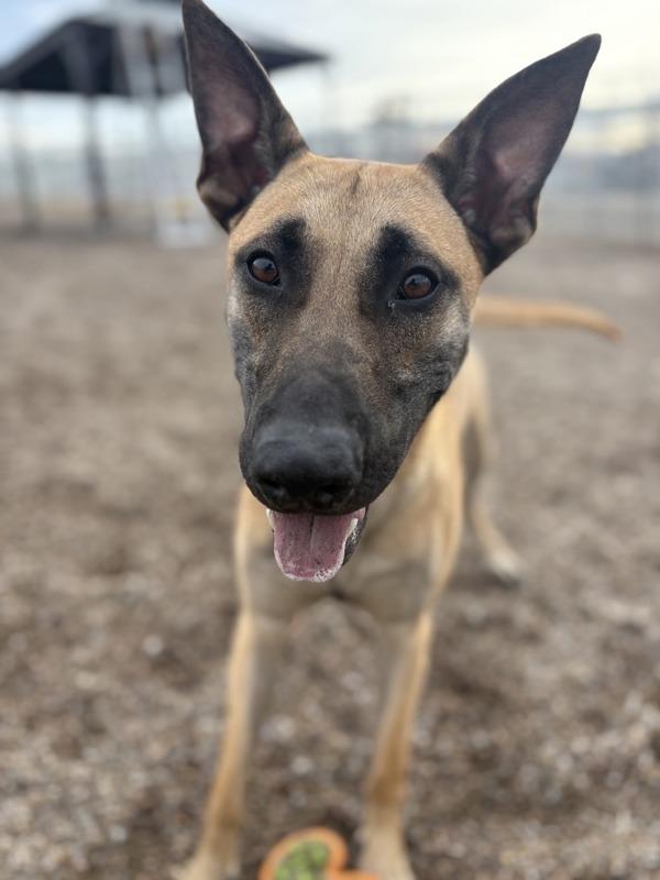 Claus, a Adoptable mixed breed in Great Falls, MT image 1/6
