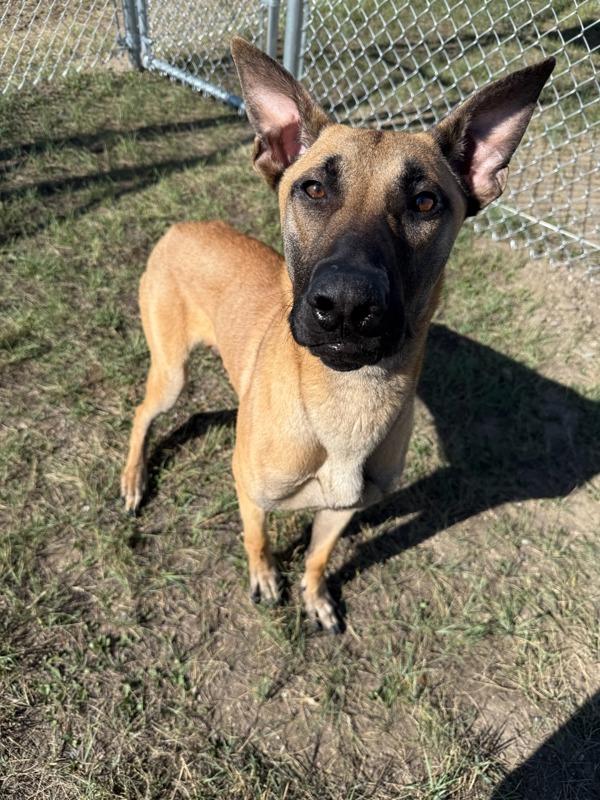 Claus, Adoptable, Young Male Mixed Breed.