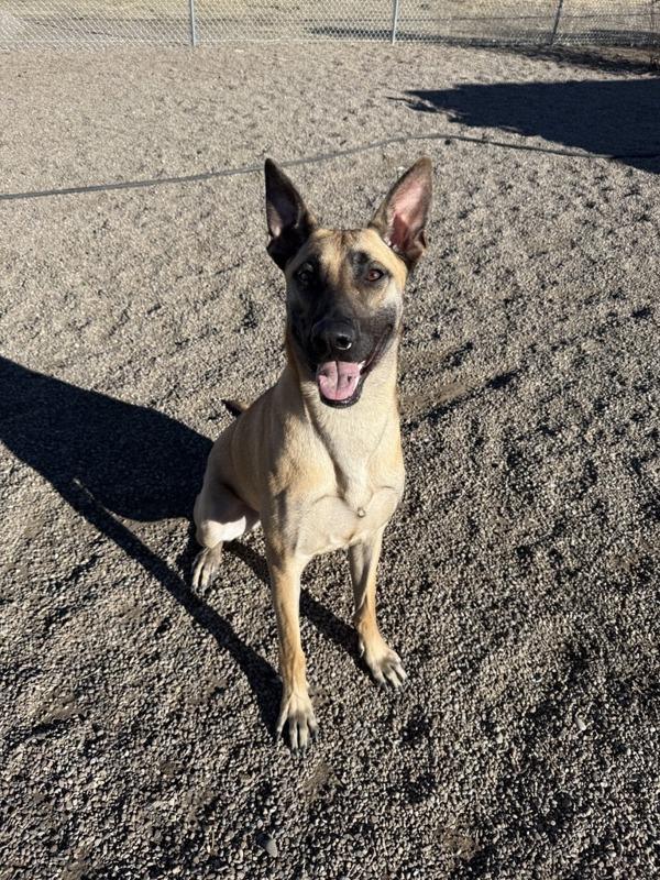 Claus, a Adoptable mixed breed in Great Falls, MT image 2/6