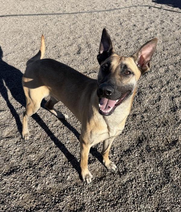 Claus, a Adoptable mixed breed in Great Falls, MT image 4/6