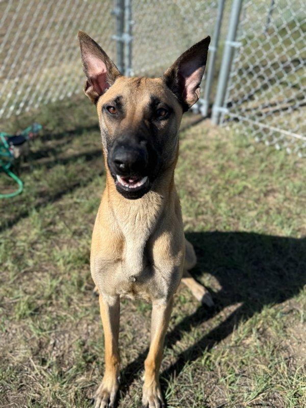 Claus, a Adoptable mixed breed in Great Falls, MT image 5/6