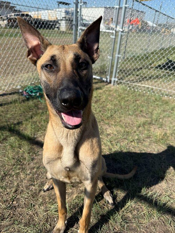 Claus, a Adoptable mixed breed in Great Falls, MT image 6/6