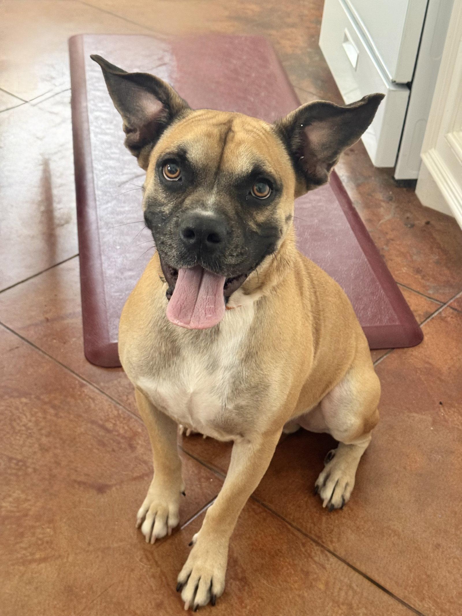 Enlarge Blemie, a Adoptable Boxer in The Woodlands, TX image 1/3