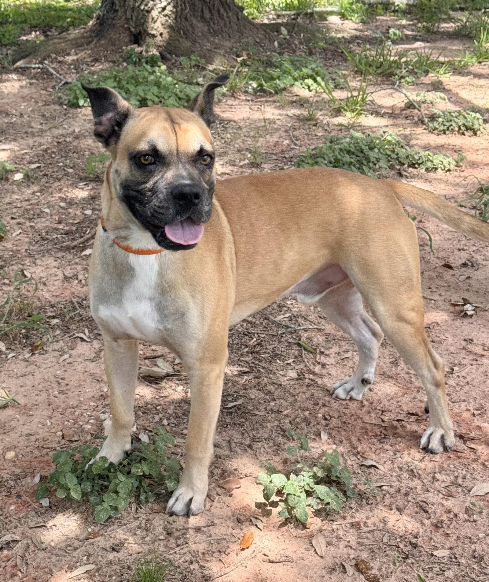Enlarge Blemie, a Adoptable Boxer in The Woodlands, TX image 2/3
