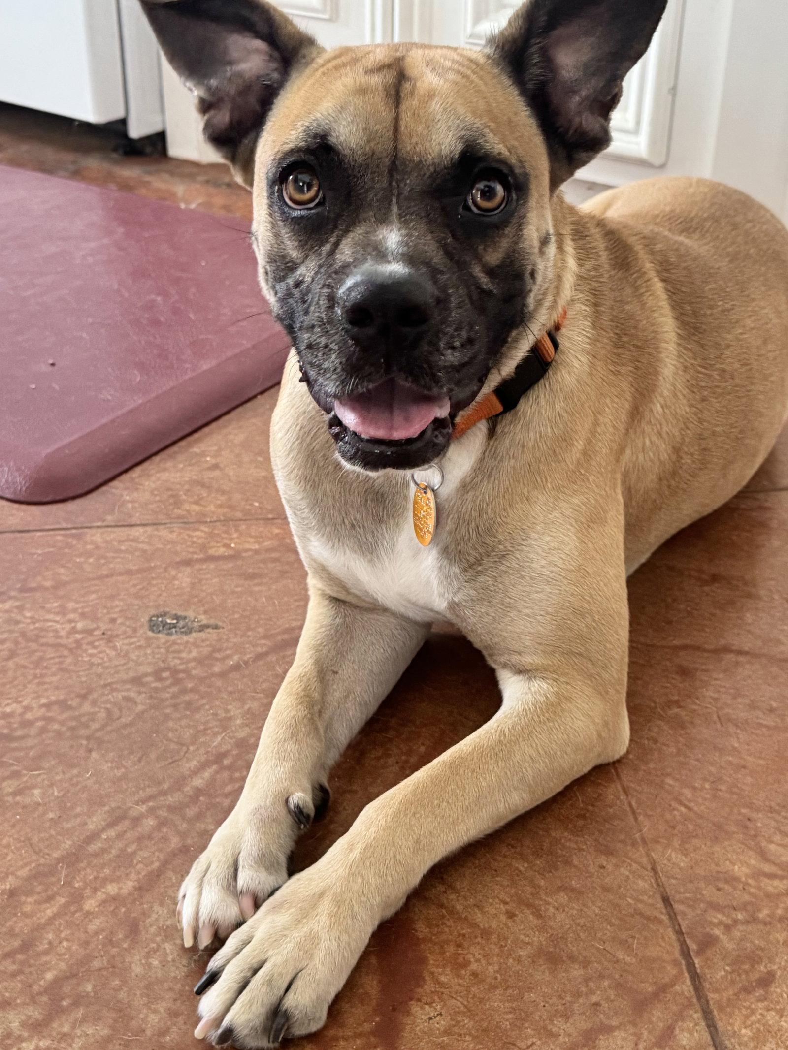Enlarge Blemie, a Adoptable Boxer in The Woodlands, TX image 3/3