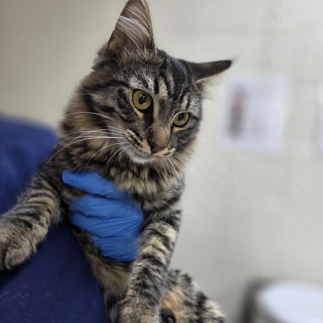 Enlarge Jicama, a Adoptable Domestic Medium Hair in Incline Village, NV image 1/1