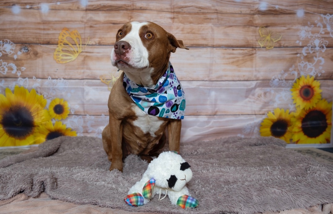 Enlarge Ember, a Adoptable mixed breed in Lubbock, TX image 5/5