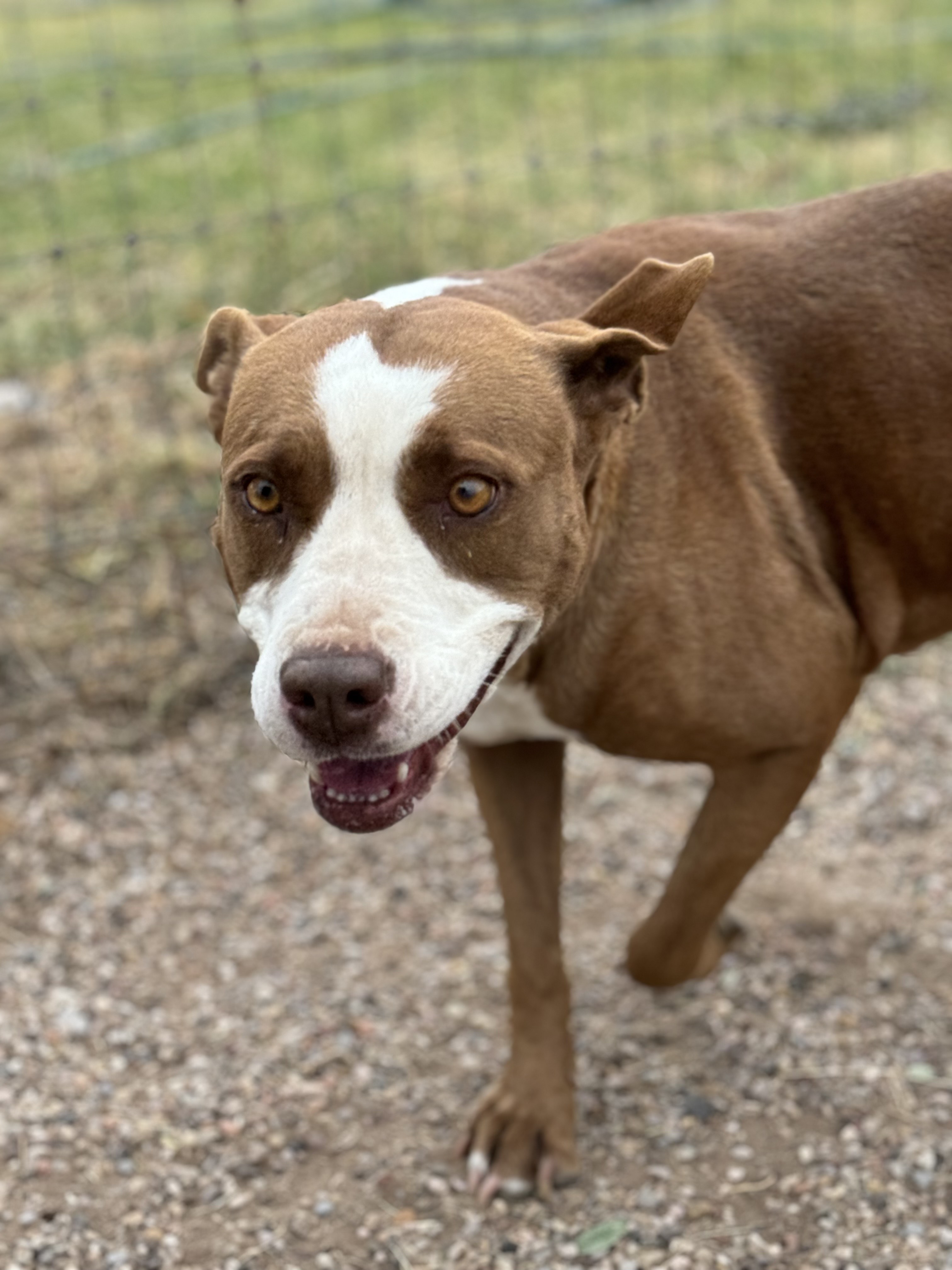 Enlarge Ember, a Adoptable mixed breed in Lubbock, TX image 2/5