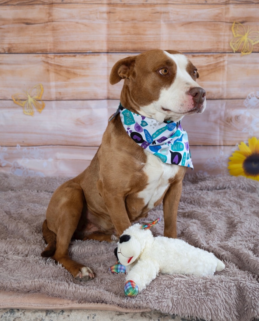 Enlarge Ember, a Adoptable mixed breed in Lubbock, TX image 3/5