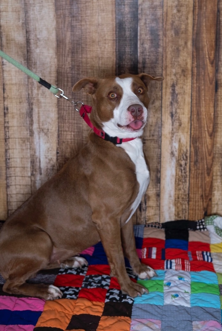 Enlarge Ember, a Adoptable mixed breed in Lubbock, TX image 4/5