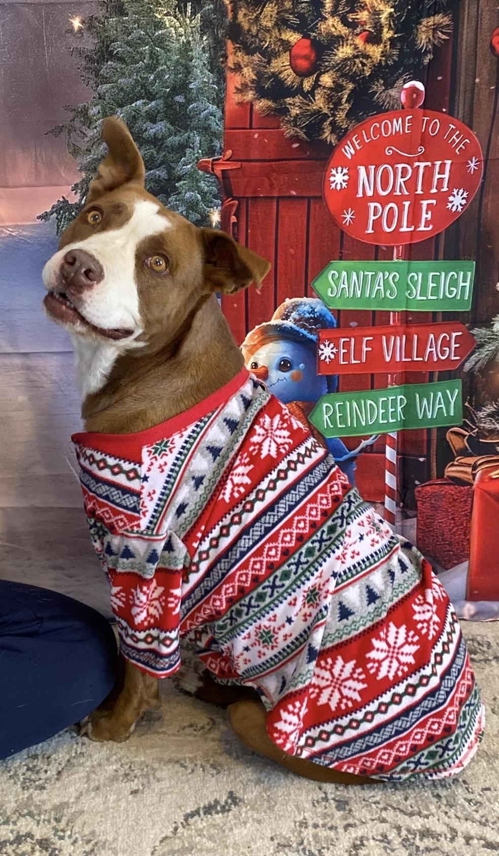 Ember, Adoptable, Adult Female Pit Bull Terrier.