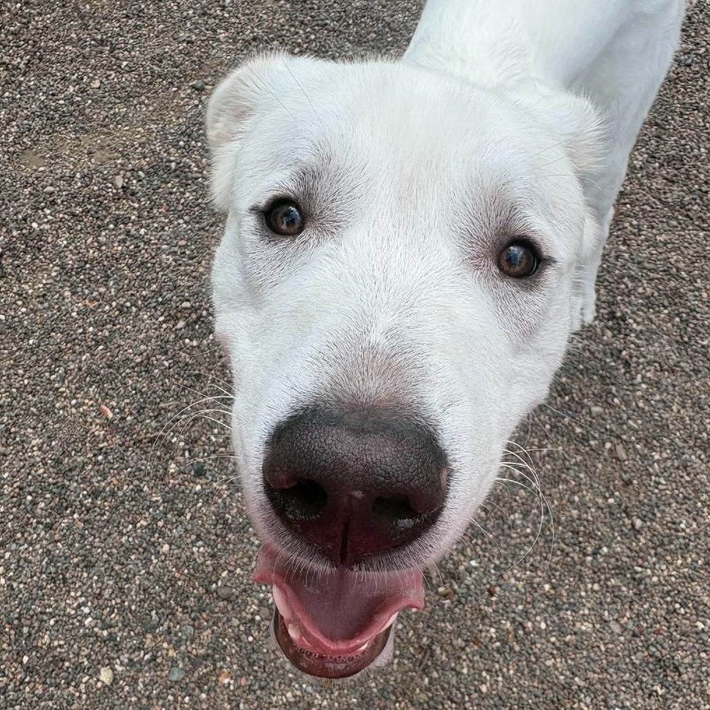Ranger, Adoptable, Young Male Great Pyrenees & German Shepherd Dog.