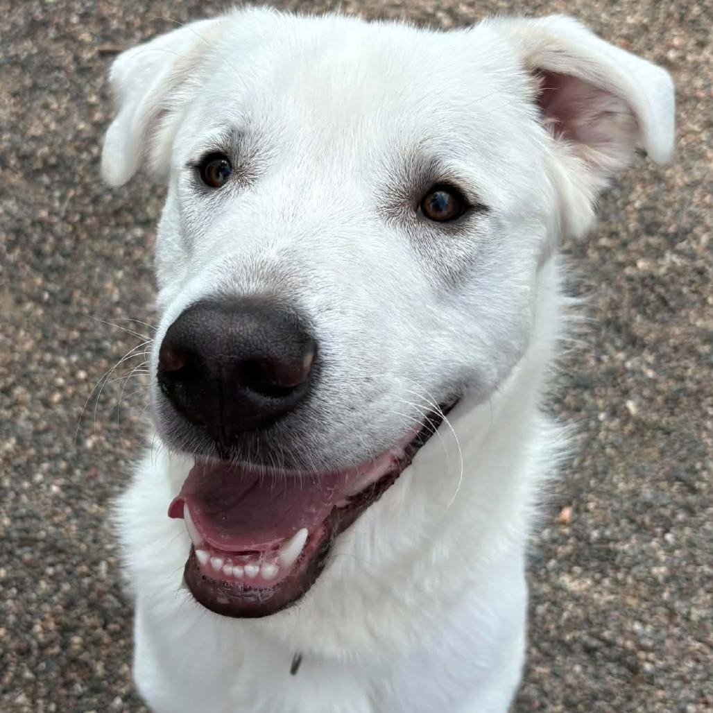 Ranger, a Adoptable mixed breed in Saint Cloud, MN image 2/6