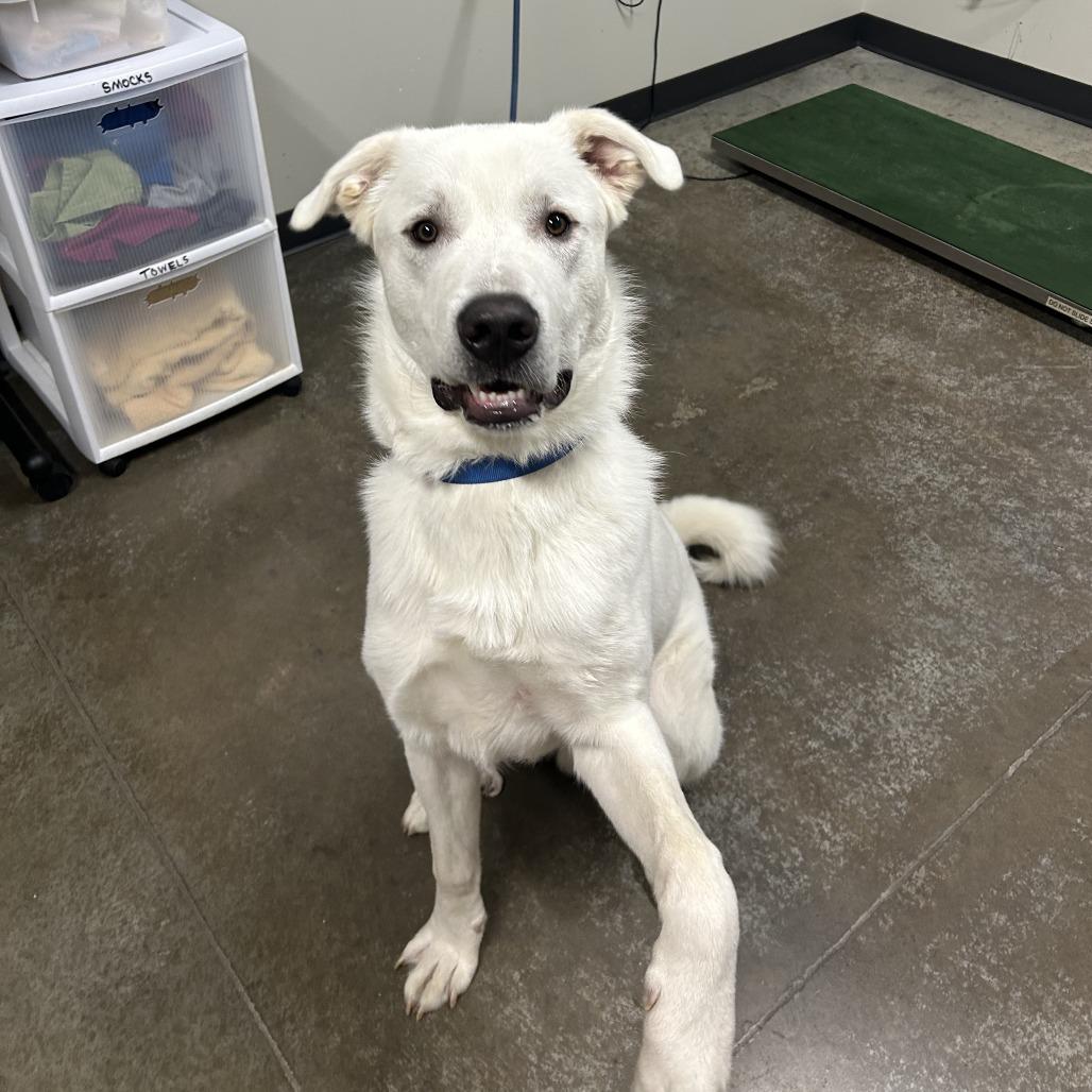 Ranger, a Adoptable mixed breed in Saint Cloud, MN image 3/6