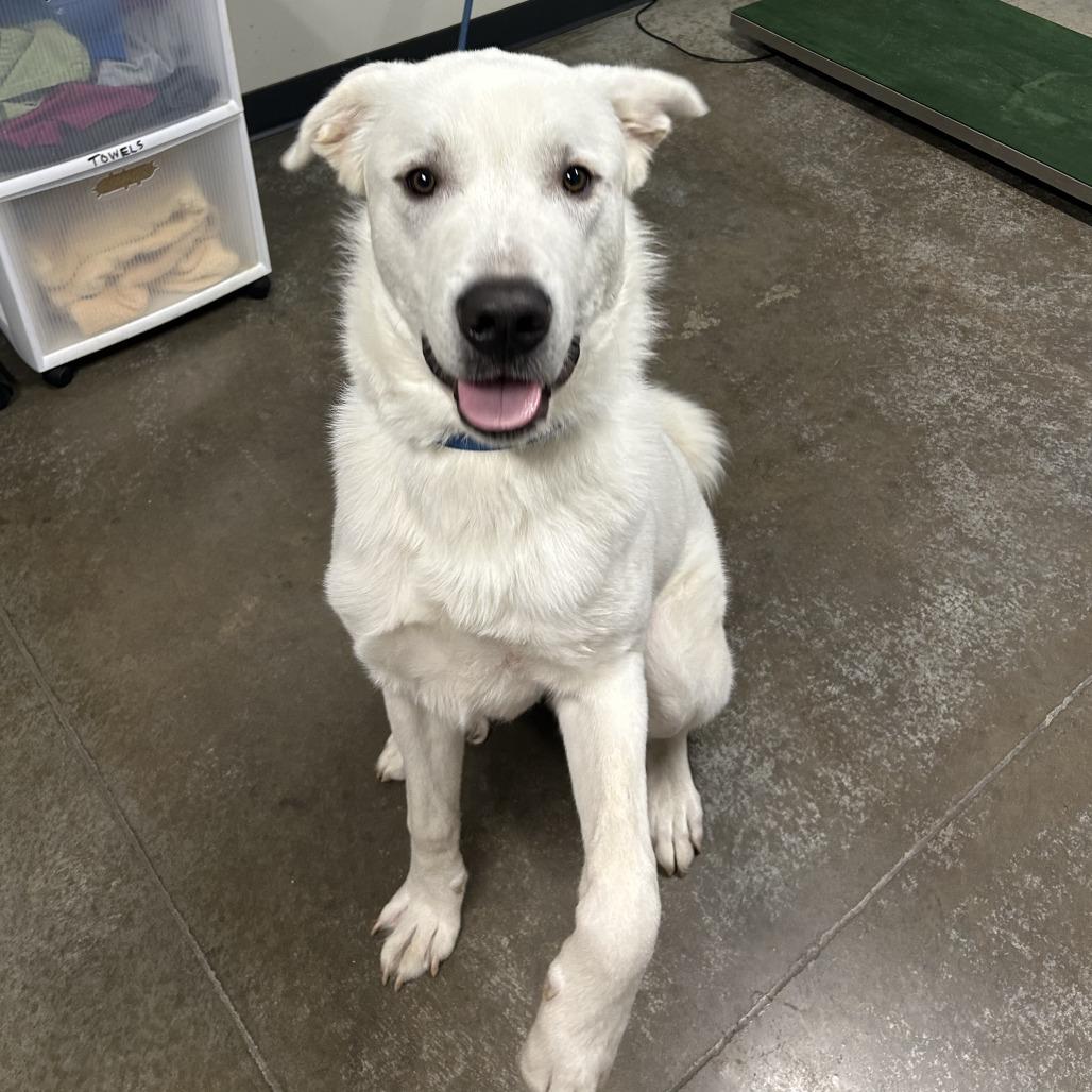 Ranger, a Adoptable mixed breed in Saint Cloud, MN image 4/6