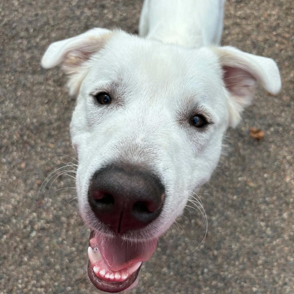 Ranger, a Adoptable mixed breed in Saint Cloud, MN image 5/6