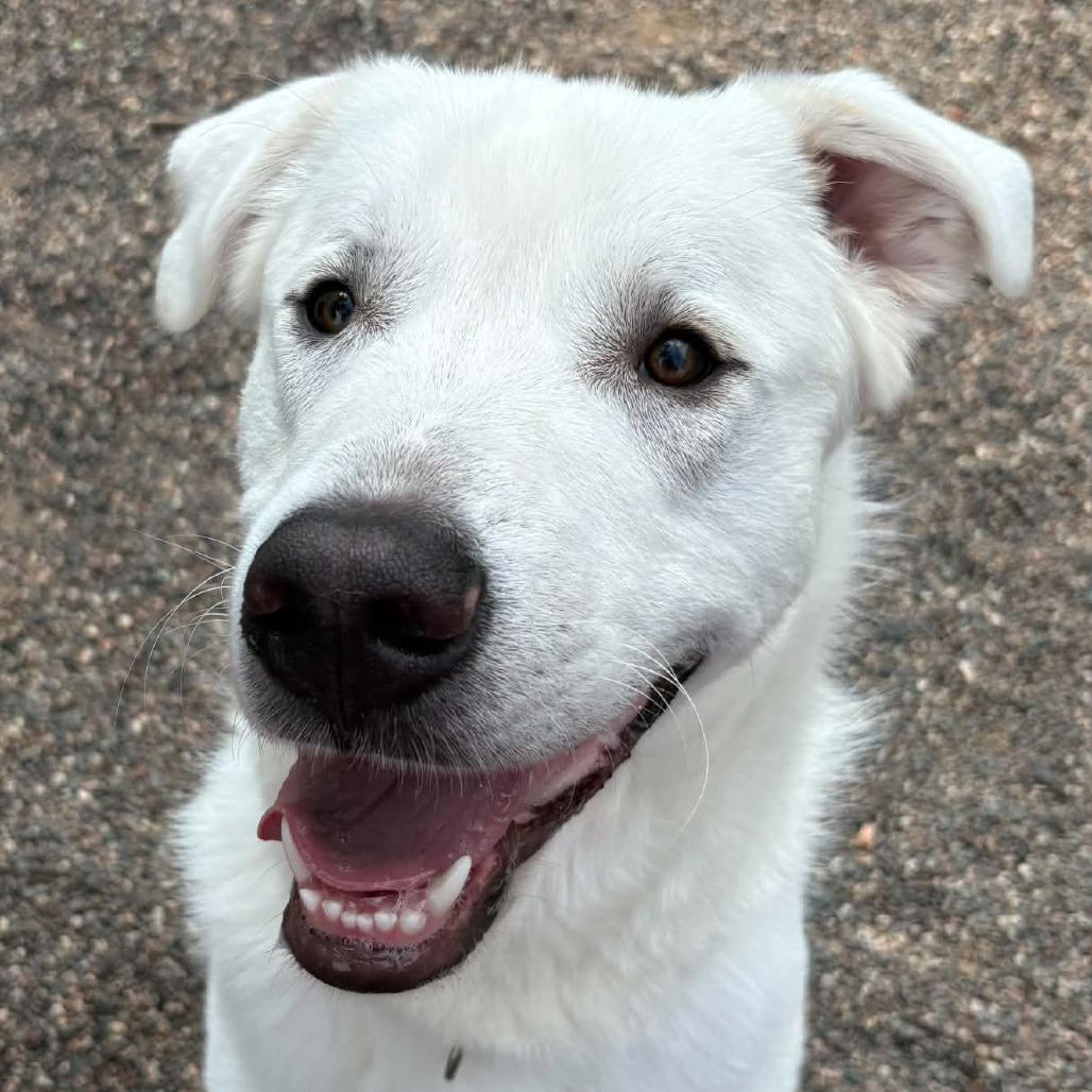Ranger, a Adoptable mixed breed in Saint Cloud, MN image 6/6