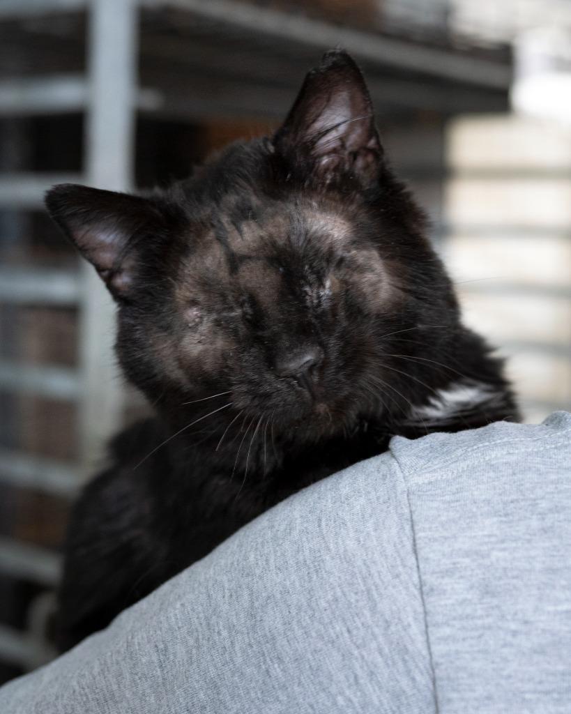 Thomas, Adopted, Adult Male Domestic Short Hair.