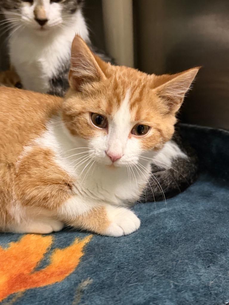 Rusty, Adoptable, Kitten Male Domestic Short Hair.