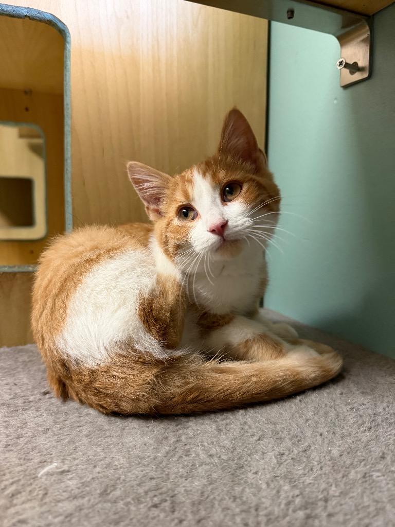 Enlarge Rusty, a Adoptable Domestic Short Hair in Amery, WI image 2/3