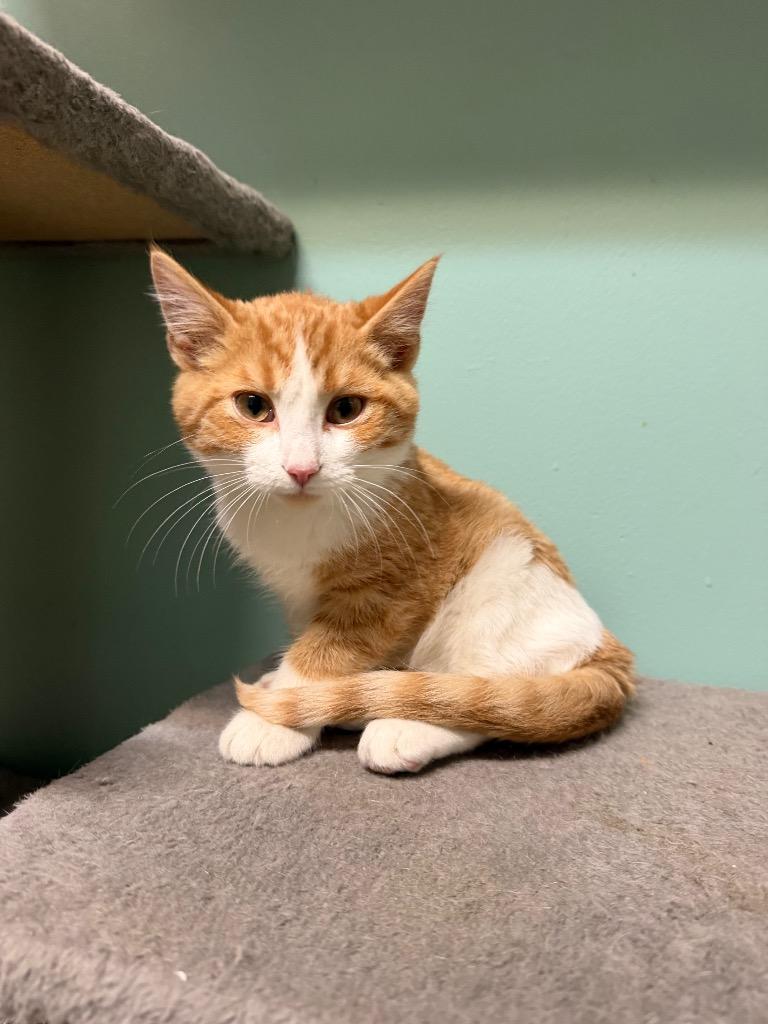 Enlarge Rusty, a Adoptable Domestic Short Hair in Amery, WI image 3/3