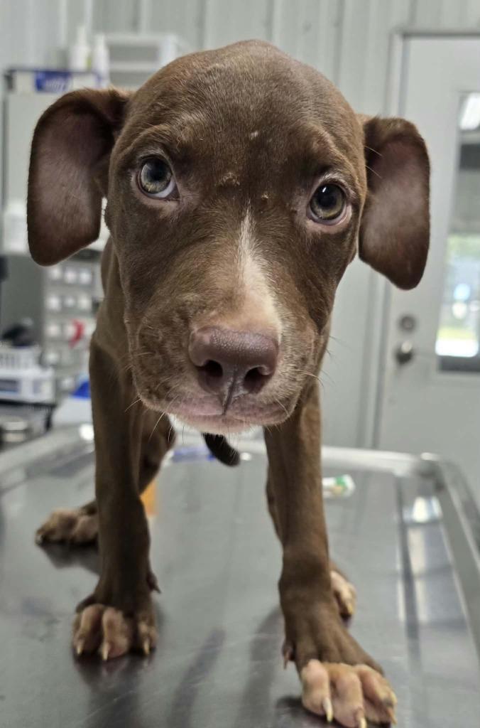 Little Girl, Adoptable, Puppy Female Terrier & Mixed Breed.
