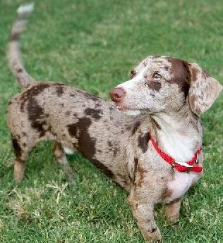 Oreo2, a Adoptable mixed breed in Austin, TX image 3/3