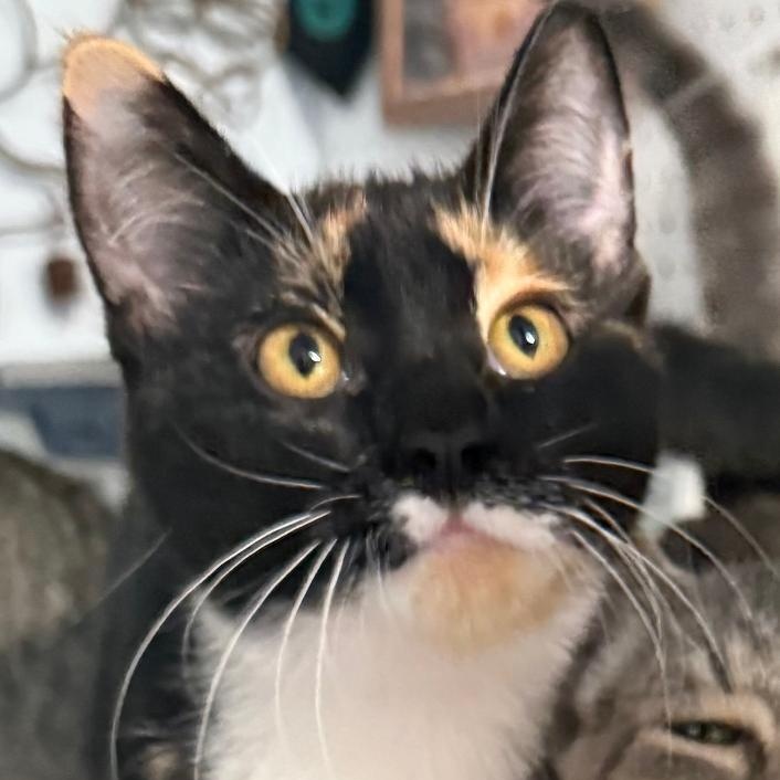 Enlarge NACHO, a ADOPTABLE Domestic Short Hair in Gresham, WI image 1/1