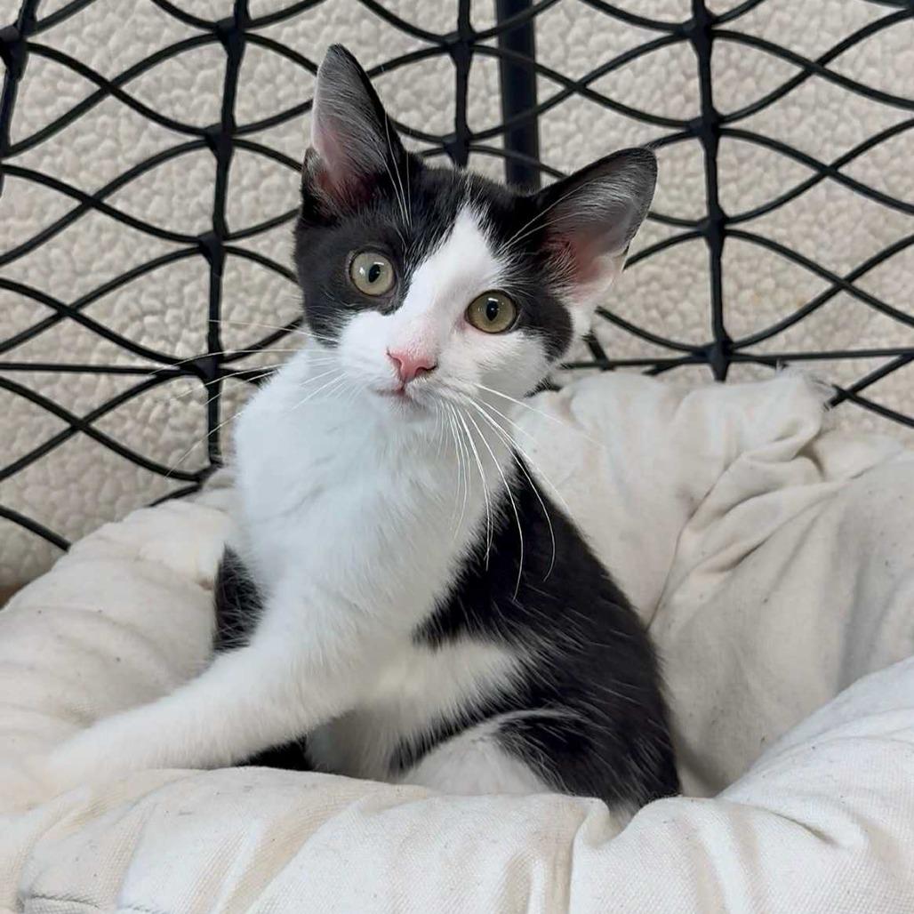 Romeo, a Adoptable Domestic Short Hair in Walnut Cove, NC image 1/3