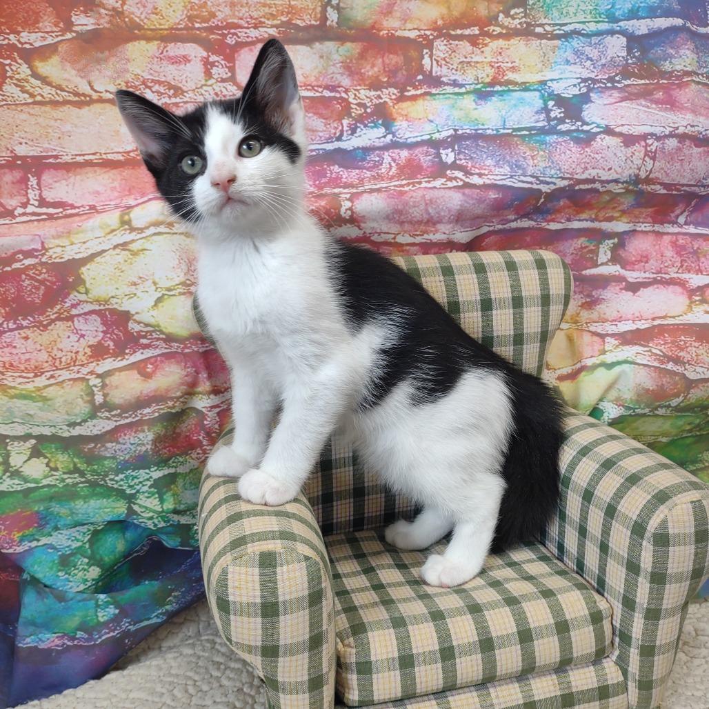 Romeo, a Adoptable Domestic Short Hair in Walnut Cove, NC image 2/3