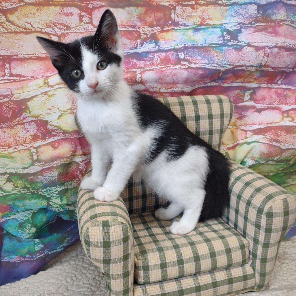 Romeo, a Adoptable Domestic Short Hair in Walnut Cove, NC image 3/3