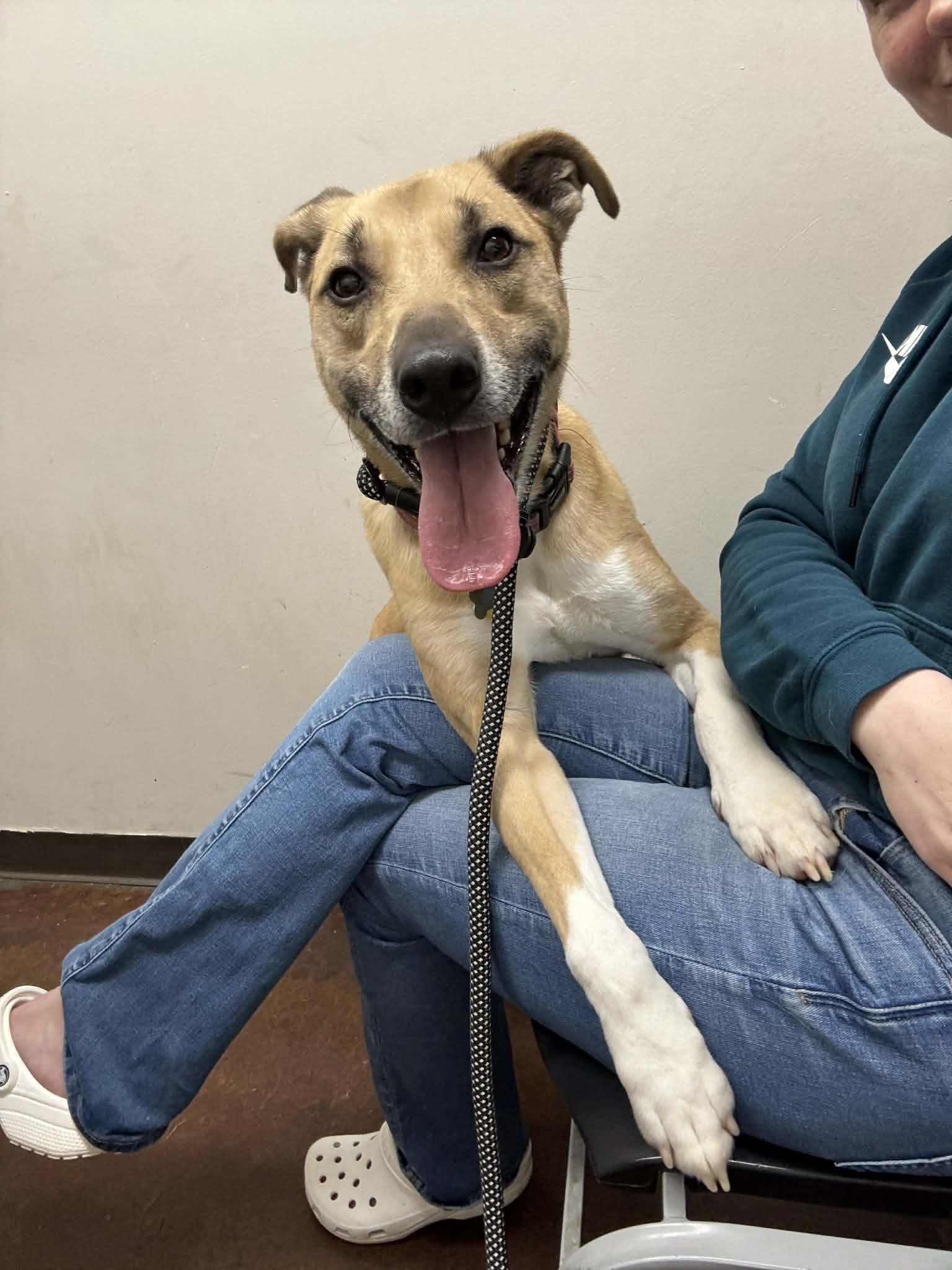 Homer, an adopted mixed breed in Shelbyville, KY image 4/4