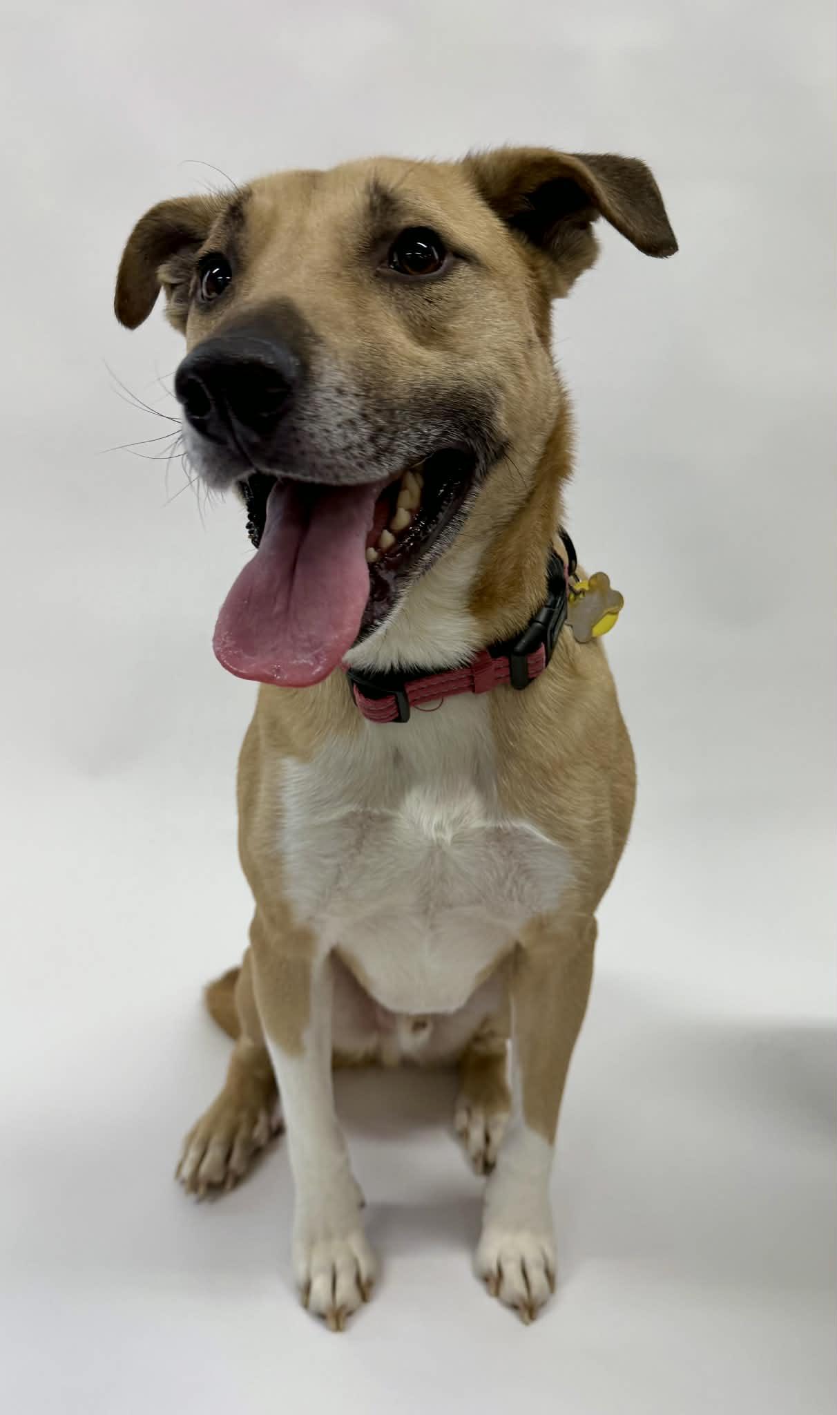 Homer, adopted, Adult Male Pit Bull Terrier.