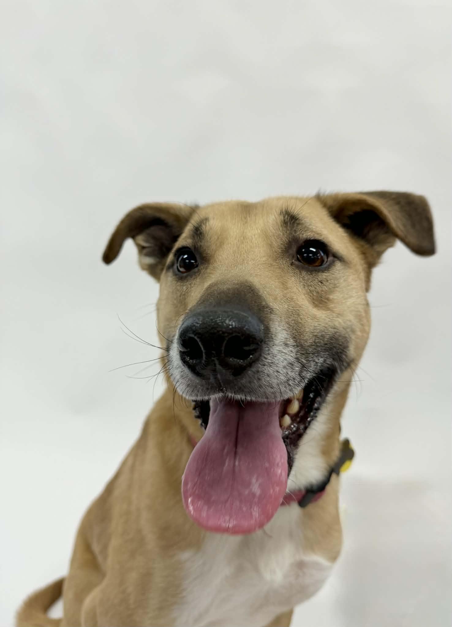 Homer, an adopted mixed breed in Shelbyville, KY image 3/4