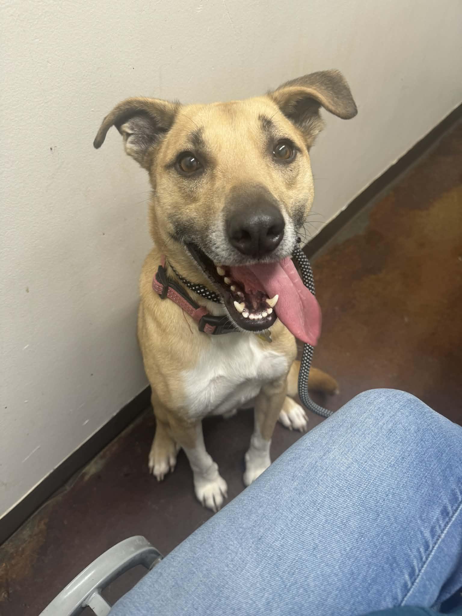 Homer, an adopted mixed breed in Shelbyville, KY image 2/4