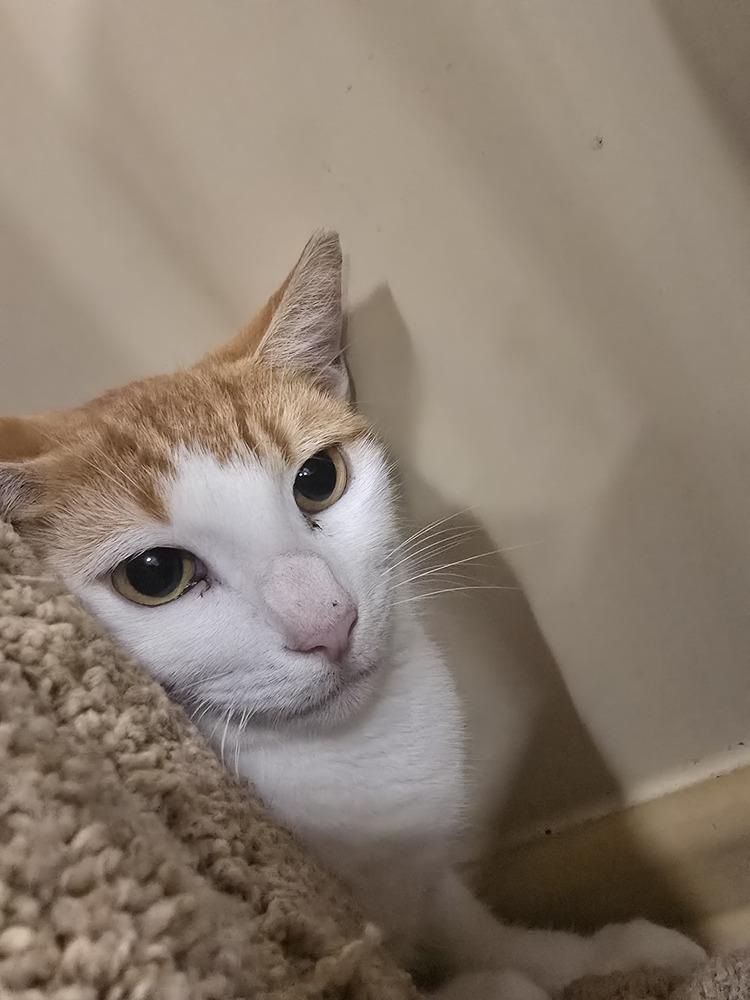 Enlarge Coco, a Adoptable Domestic Short Hair in Naranjito, PR image 1/6