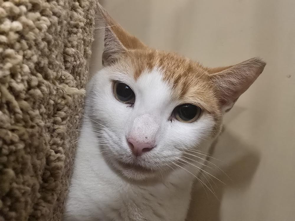 Enlarge Coco, a Adoptable Domestic Short Hair in Naranjito, PR image 5/6