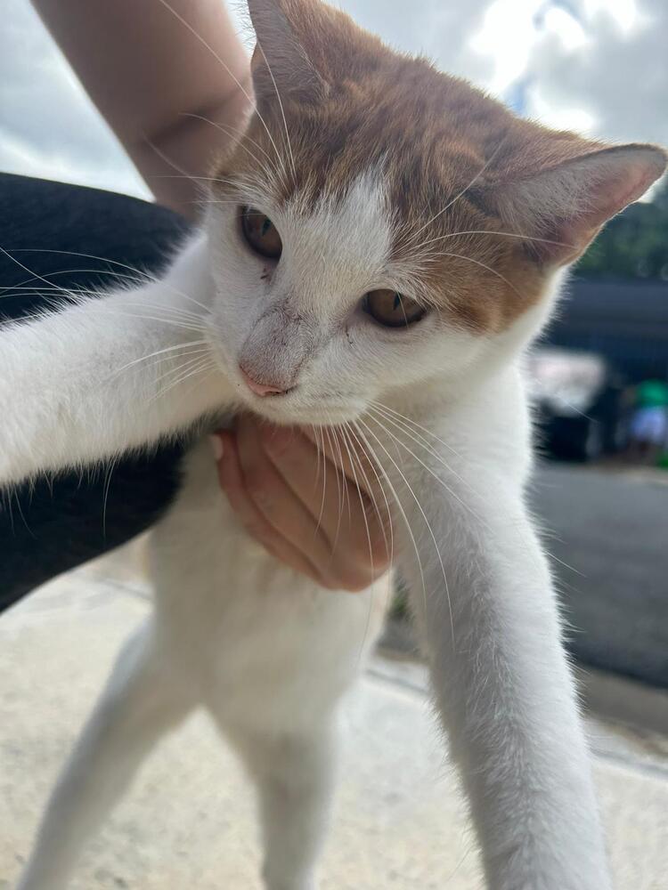 Enlarge Coco, a Adoptable Domestic Short Hair in Naranjito, PR image 3/4