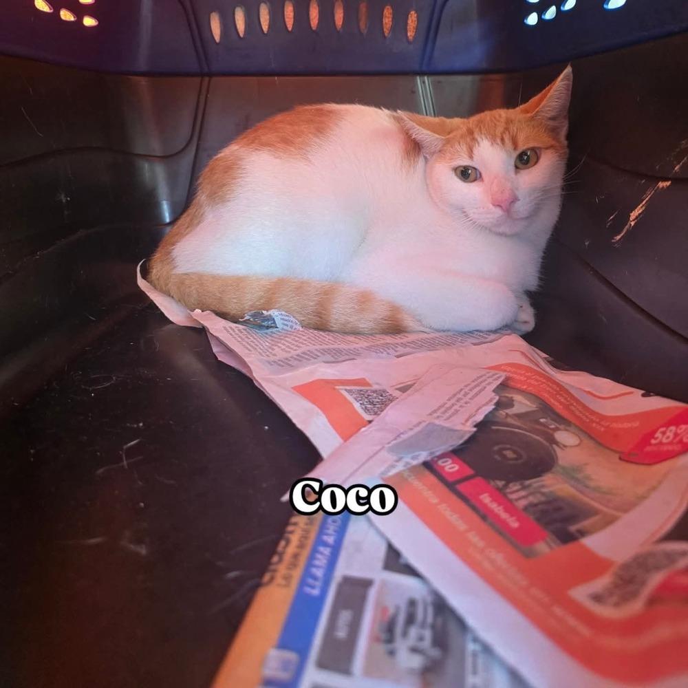 Coco thumbnail 3
