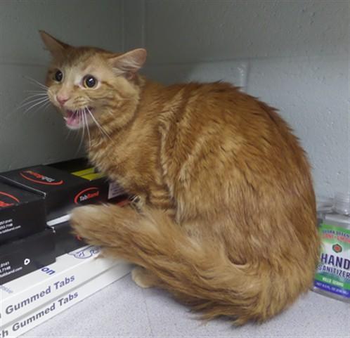 Enlarge STEVE, a Adoptable Domestic Medium Hair in Augusta, GA image 1/1