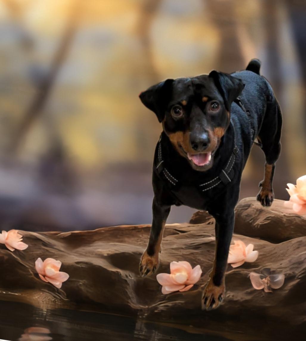 DEXTER. tinycauseadopt@gmail.com