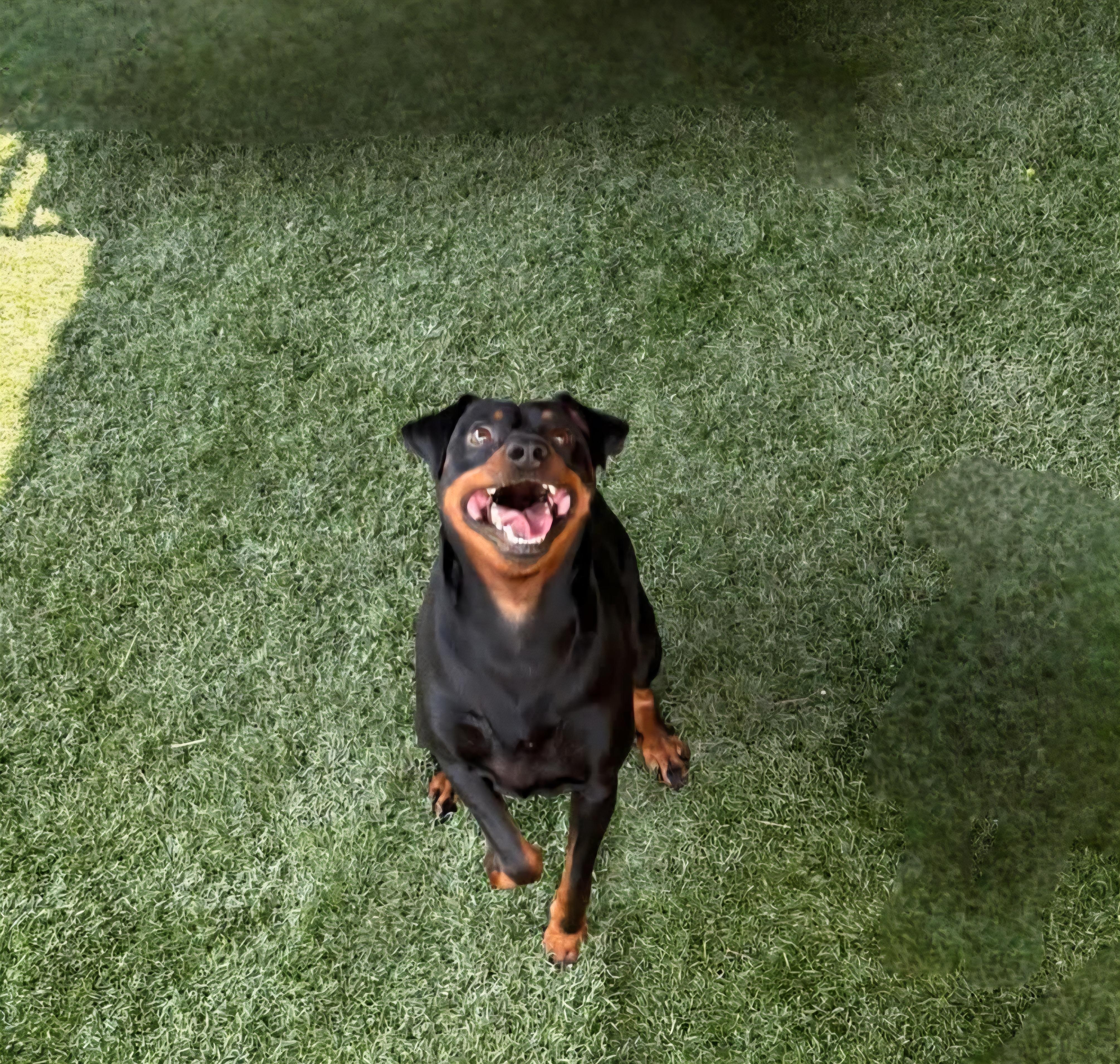 DEXTER. tinycauseadopt@gmail.com, a Adoptable Miniature Pinscher in Vandergrift, PA image 3/4