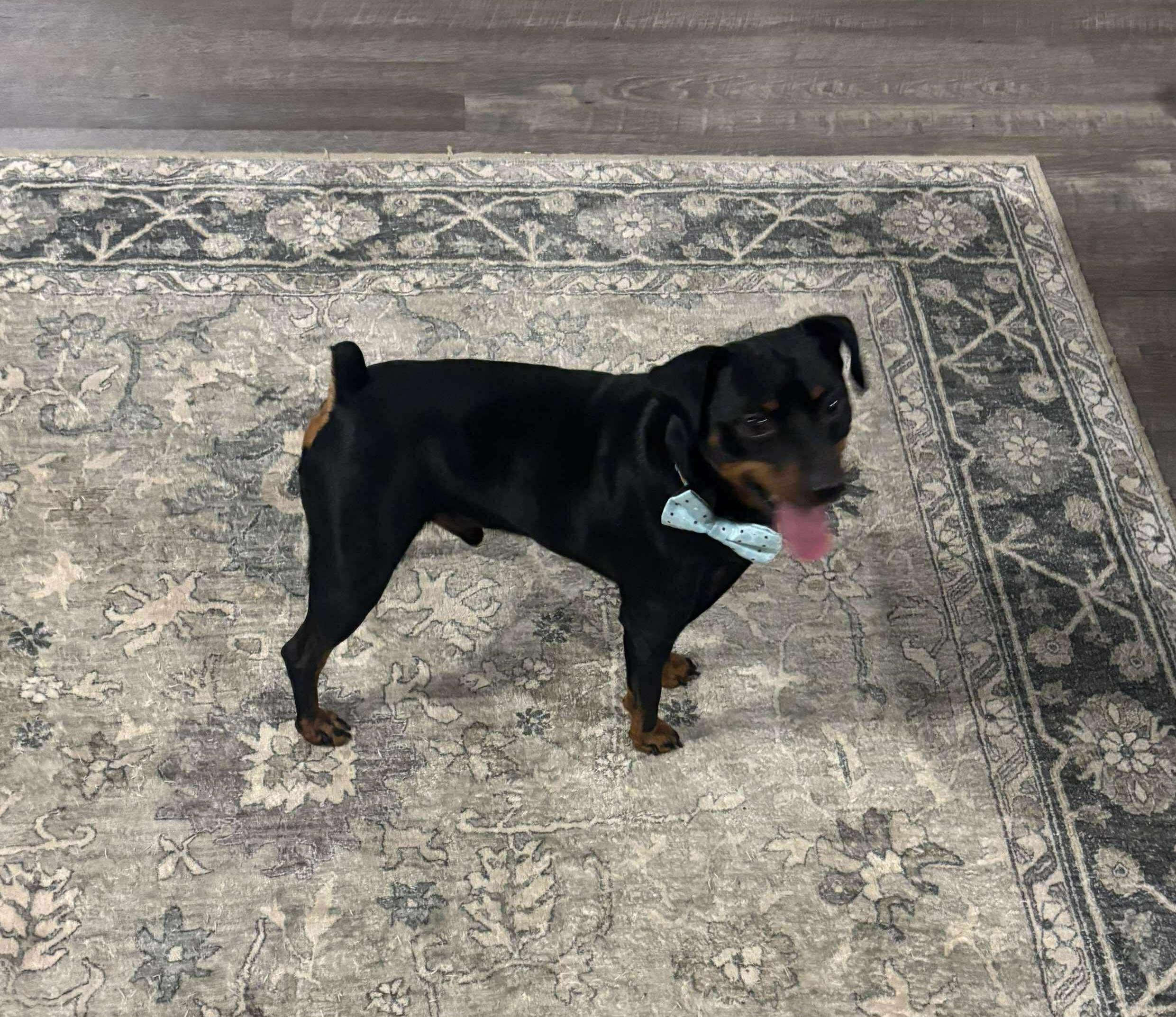 DEXTER. tinycauseadopt@gmail.com, Adoptable, Adult Male Miniature Pinscher.