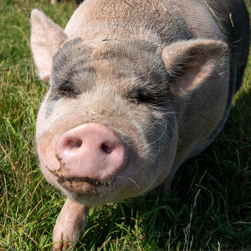 Timothy, a Adoptable Vietnamese Pot Bellied in Fairport, NY image 1/5