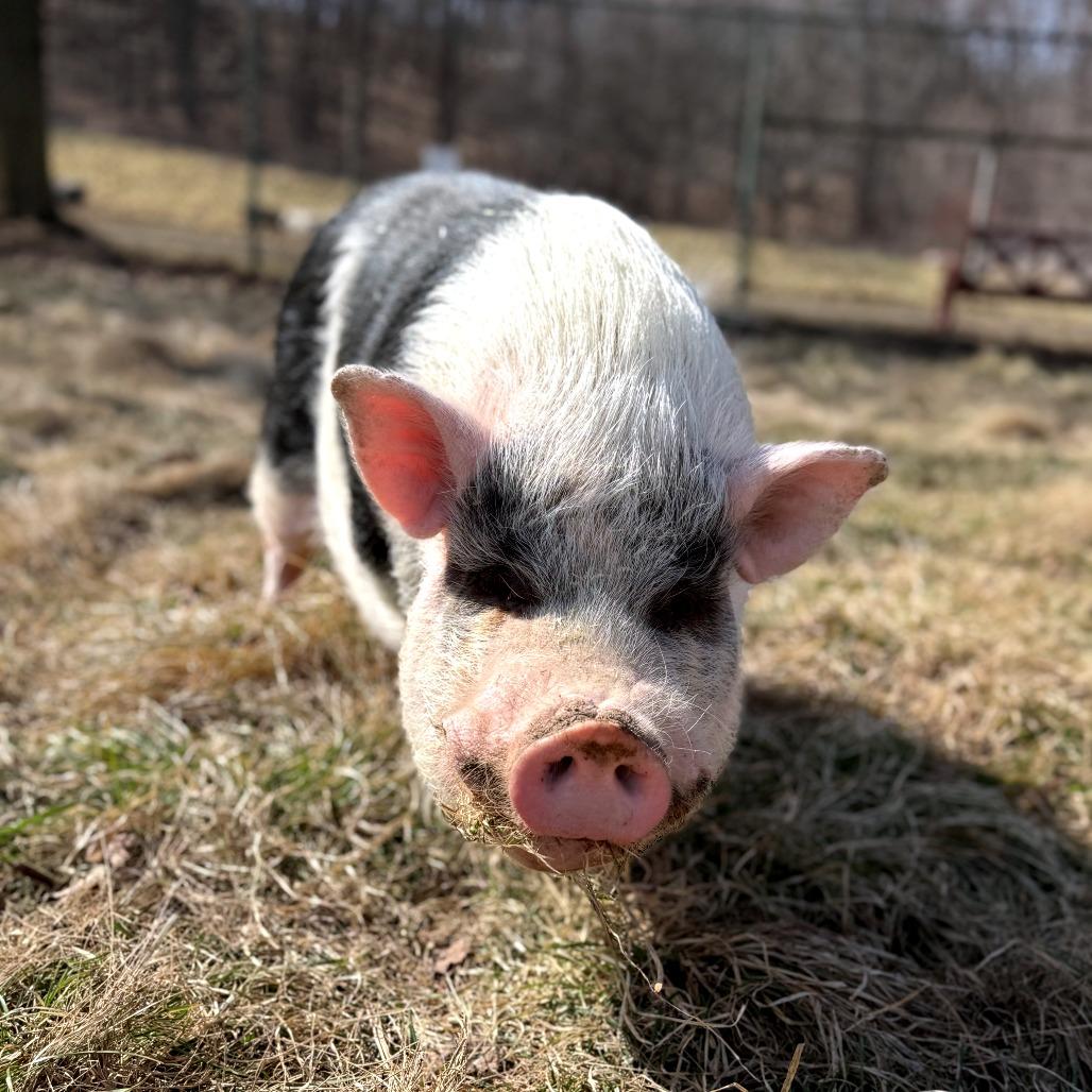 Timothy, a Adoptable Vietnamese Pot Bellied in Fairport, NY image 2/5
