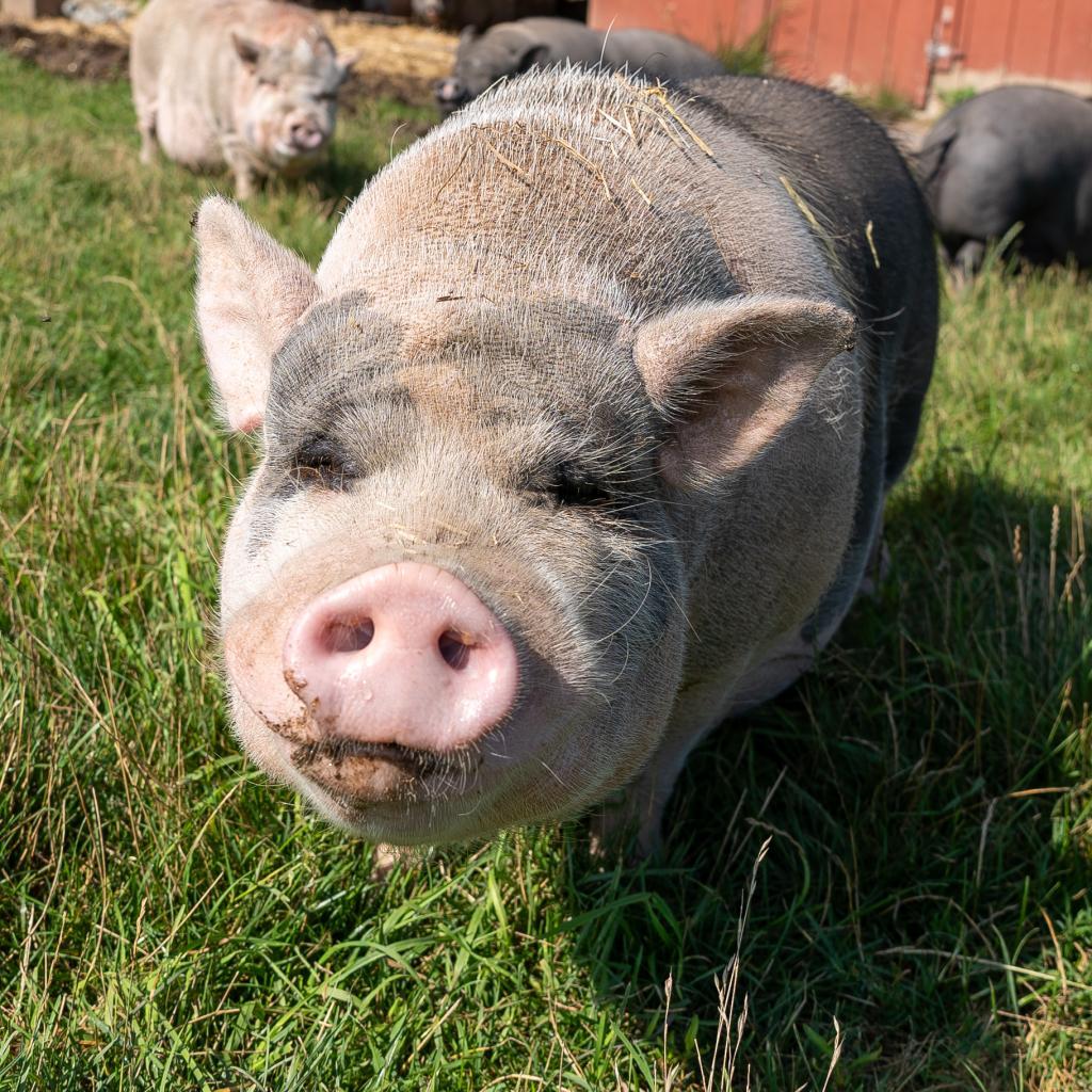 Timothy, a Adoptable Vietnamese Pot Bellied in Fairport, NY image 3/5
